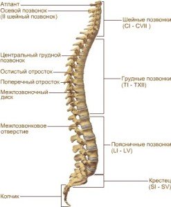 Роль позвоночника в организме человека, изображение 1 - spine5.com